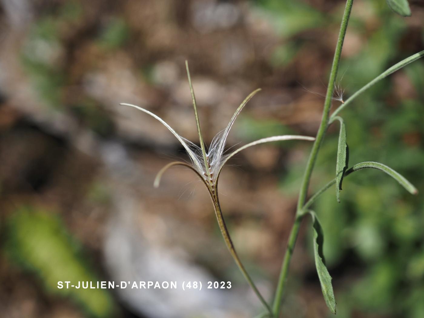 Willow-herb, Small Spear-leaved fruit